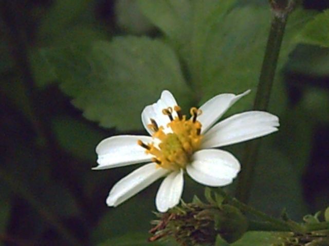 PICT0009.JPG