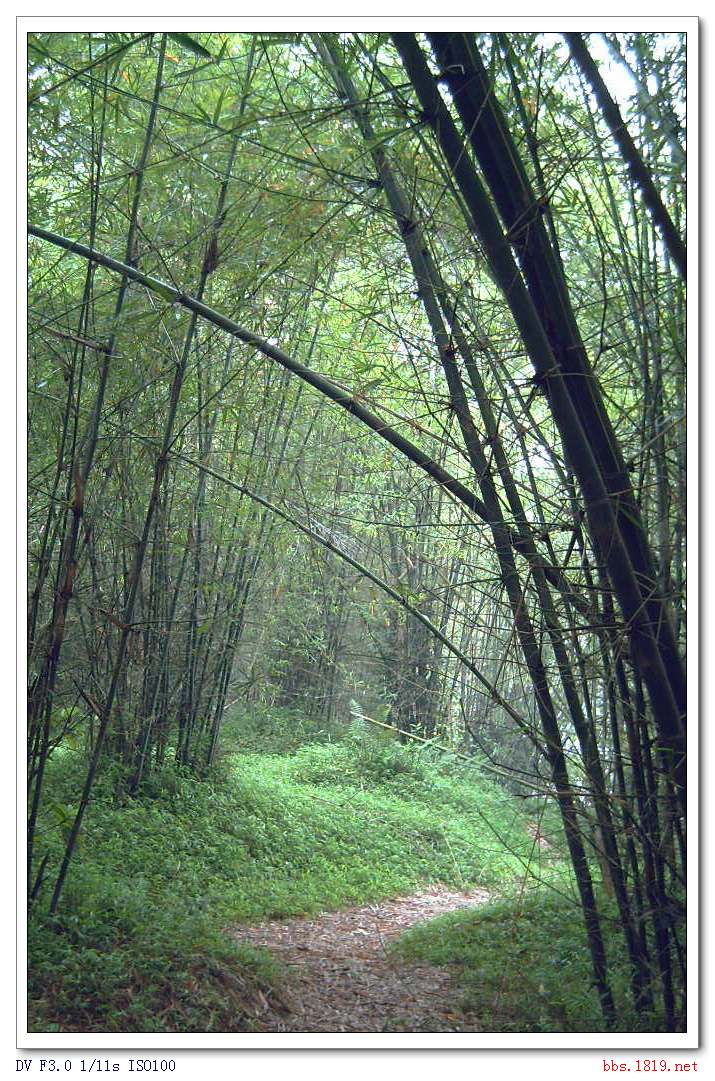 竹林小路.jpg
