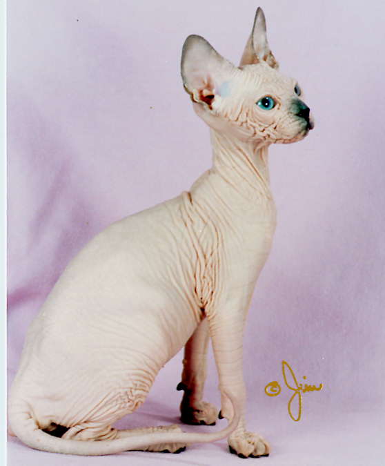 rat_cat_01.jpg