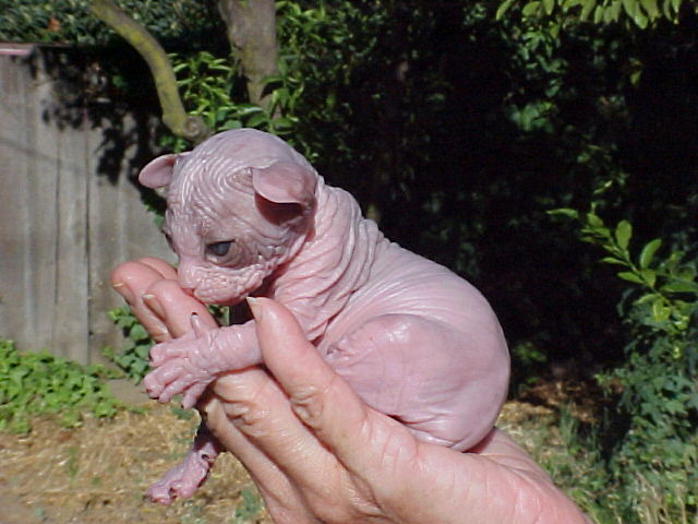 rat_cat_06.jpg